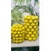 Ваза порцелянова Lemon 26x43см